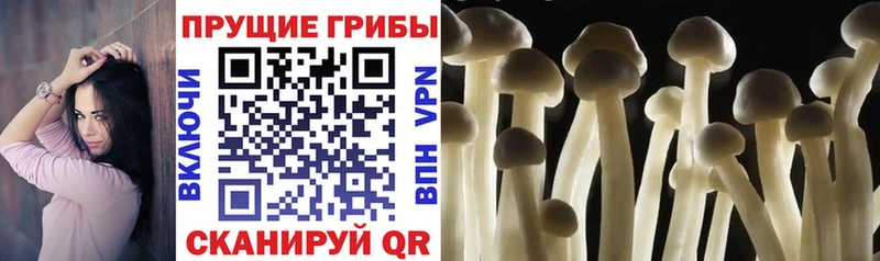 Купить закладки  Избербаш  Псилоцибиновые грибы ЛСД 